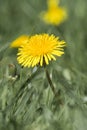 Medicinal herbs: Yellow dandelion on green blurred background Royalty Free Stock Photo