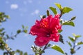 Medicinal Hibiscus flower plant (Hibiscus rosa-sinensis L.) belonging to Malvaceae