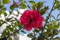 Medicinal Hibiscus flower plant (Hibiscus rosa-sinensis L.) belonging to Malvaceae