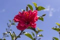 Medicinal Hibiscus flower plant (Hibiscus rosa-sinensis L.) belonging to Malvaceae.