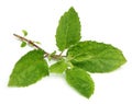 Medicinal holy basil or tulsi leaves Royalty Free Stock Photo