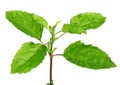 Medicinal holy basil or tulsi leaves Royalty Free Stock Photo