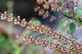 Medicinal holy basil or tulsi