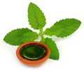 Medicinal holy basil or tulsi leaves with extract Royalty Free Stock Photo