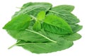 Medicinal holy basil or tulsi leaves Royalty Free Stock Photo