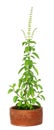 Medicinal holy basil or tulsi plant Royalty Free Stock Photo