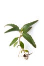 The medicinal houseplant Kalanchoe daigremontiana isolated Royalty Free Stock Photo