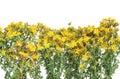 Medicinal Johnswort flowers Royalty Free Stock Photo