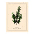 Medicinal and kitchen herb rosemary