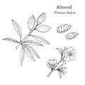Medicinal and kitchen plant almond Prunus dulcis