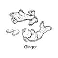 Medicinal and kitchen plant ginger