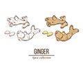 Medicinal and kitchen plant ginger