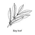 Medicinal and kitchen plant laurel