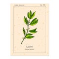Medicinal and kitchen plant laurel,