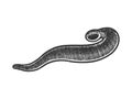 medicinal leech sketch vector illustration