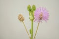 Medicinal Mimosa pudica flower on white background Royalty Free Stock Photo