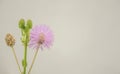 Medicinal Mimosa pudica flower on white background Royalty Free Stock Photo