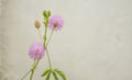 Medicinal Mimosa pudica flower on white background Royalty Free Stock Photo