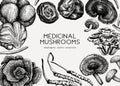 Medicinal mushroom illustrations background. Hand-sketched adaptogenic plants frame design. Perfect for recipe, menu, label, Royalty Free Stock Photo