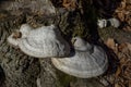 Medicinal Mushrooms Fomitopsidaceae On The Dead Tree Trunk in the forest. Close Up. Detail Royalty Free Stock Photo