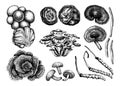 Medicinal mushrooms illustration collection. Adaptogenic plants sketches. Perfect for recipe, menu, label, icon, packaging, Hand