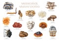 Medicinal mushrooms set. Watercolor illustration. Hand painted medicinal fungus natural elements. Lions mane, chaga