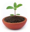 Medicinal Nayantara plant Royalty Free Stock Photo