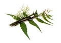 Medicinal Neem Flower, leaves with branch