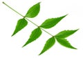 Medicinal neem leaf over white background Royalty Free Stock Photo