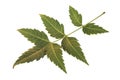Medicinal neem leaf Royalty Free Stock Photo