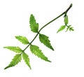 Medicinal neem leaf Royalty Free Stock Photo