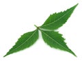 Medicinal neem leaf Royalty Free Stock Photo