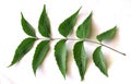 Medicinal neem leaf over white backgroundTropical foliage.Green Neem leaf isolated on white background.Azadirachta indica var