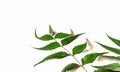 Medicinal neem leaf over white backgroundTropical foliage.Green Neem leaf isolated on white background.Azadirachta indica var