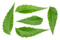 Medicinal neem leaves