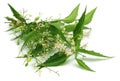 Medicinal neem leaves with flower