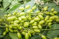 Medicinal neem leaves with fruits close up