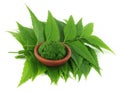 Medicinal neem leaves with paste Royalty Free Stock Photo