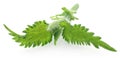 Nettle leaves