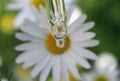 Medicinal oil drop with flower reflection chamomile falls from a glass pipette in a meadow