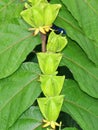 Medicinal Olatkamba leaf & fruit