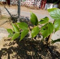 Medicinal parijat tree or Nyctanthes arbor tristis green leaves