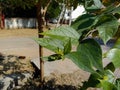 Medicinal parijat tree or Nyctanthes arbor tristis green leaves and flower