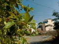 Medicinal parijat tree or Nyctanthes arbor tristis leaves branches and seed