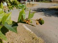 Medicinal parijat tree or Nyctanthes arbor tristis seed and leaves