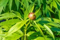 Medicinal peony bush with green fresh leaves and unopened bud close-up.