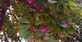 medicinal pink color flowers of Bauhinia racemosa