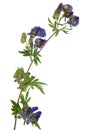 Medicinal plant: Aconite Royalty Free Stock Photo