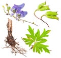 Medicinal plant: Aconite Royalty Free Stock Photo