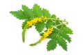 Medicinal plant:Agrimonia eupatoria Royalty Free Stock Photo